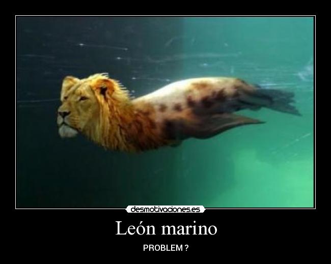 León marino - 