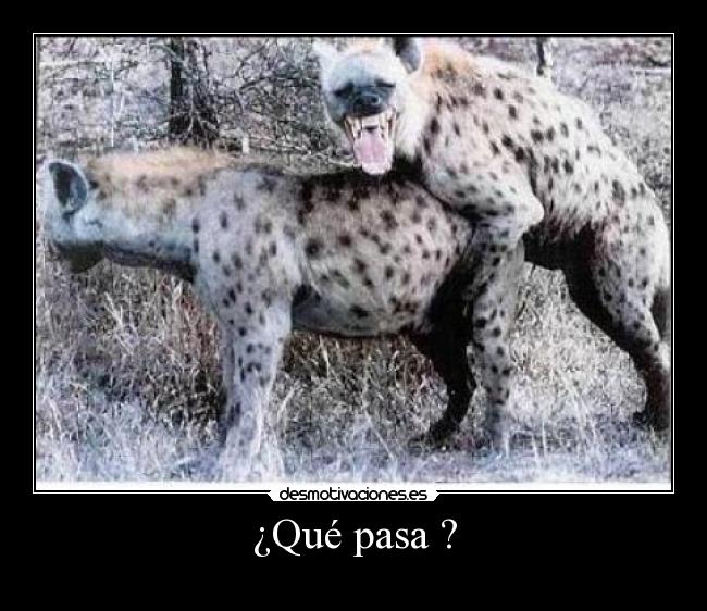 carteles animales desmotivaciones