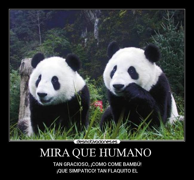 MIRA QUE HUMANO - TAN GRACIOSO, ¡COMO COME BAMBÚ!
¡QUE SIMPATICO! TAN FLAQUITO EL