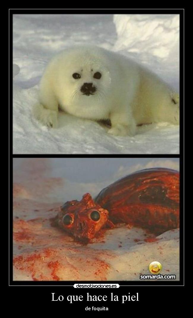 Lo que hace la piel - de foquita