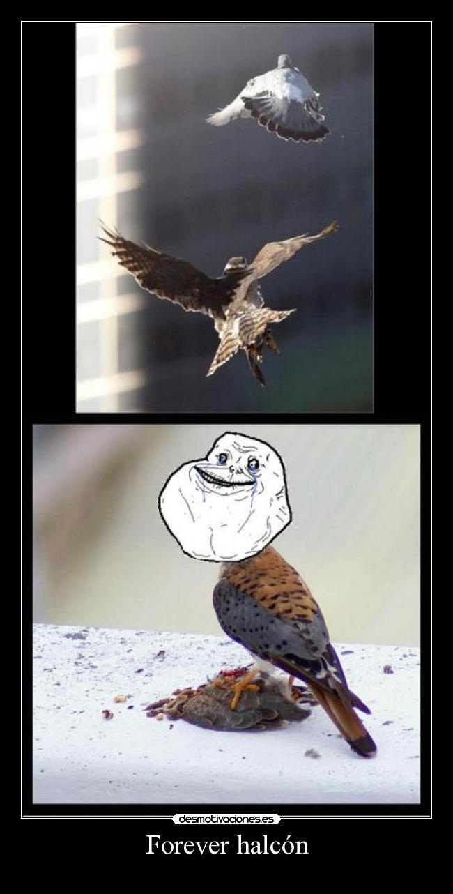 Forever halcón - 