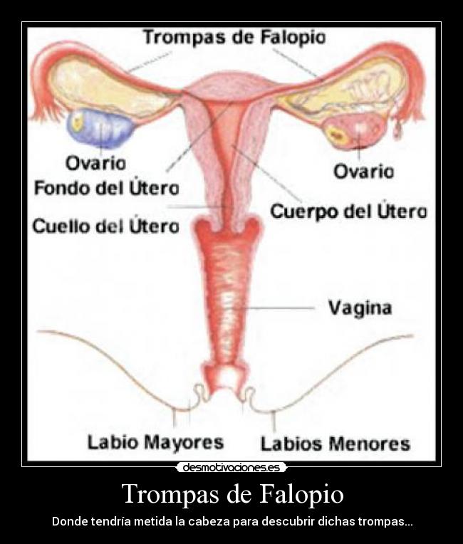 Trompas de Falopio - Donde tendría metida la cabeza para descubrir dichas trompas...