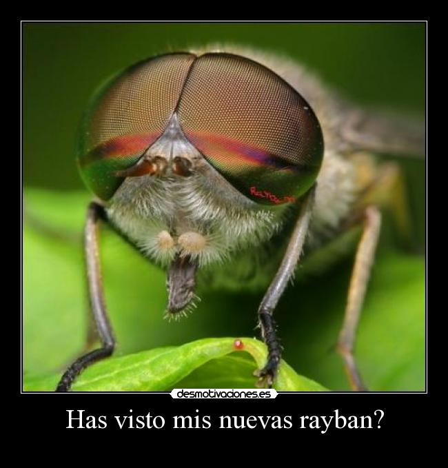 Has visto mis nuevas rayban? -