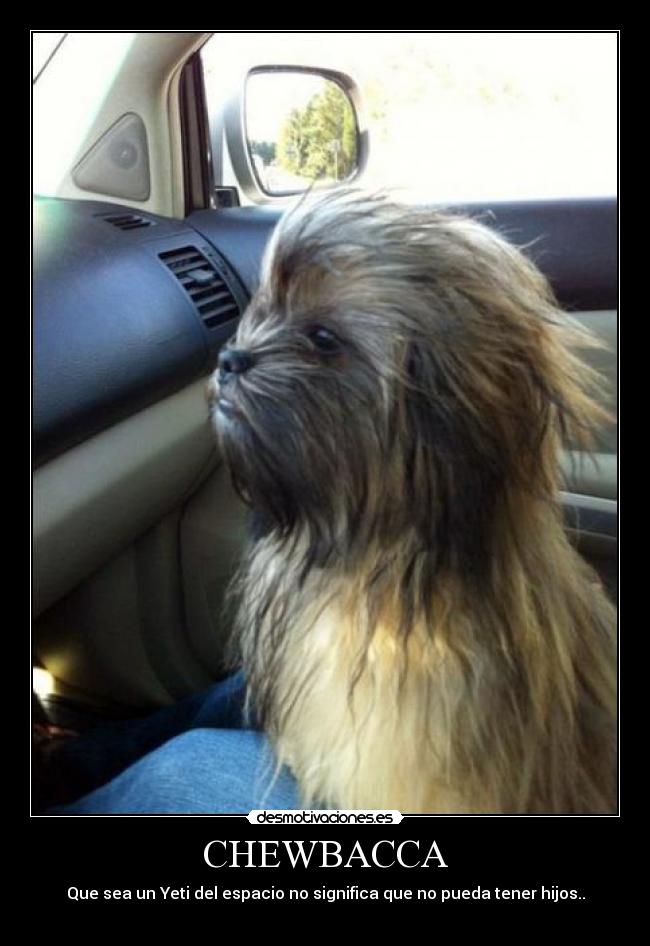 carteles chewbacca star wars han solo marlon barney cosas ohdios descepcion xxx porno caballo gays desmotivaciones