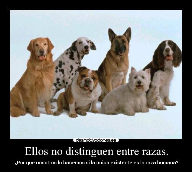 Ellos no distinguen entre razas. -