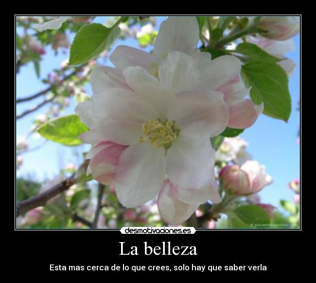 La belleza - Esta mas cerca de lo que crees, solo hay que saber verla