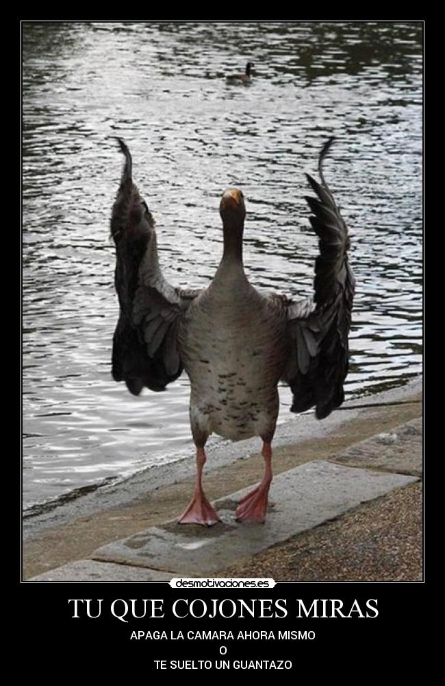 TU QUE COJONES MIRAS - APAGA LA CAMARA AHORA MISMO
O
TE SUELTO UN GUANTAZO
