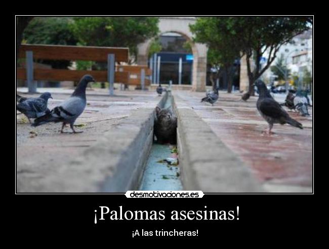 ¡Palomas asesinas! - ¡A las trincheras!
