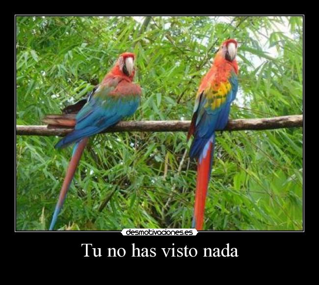 Tu no has visto nada -