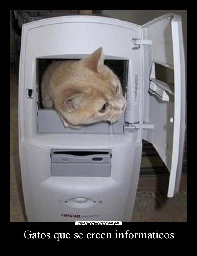 Gatos que se creen informaticos - 