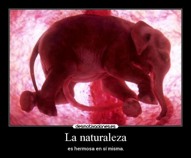 La naturaleza - 