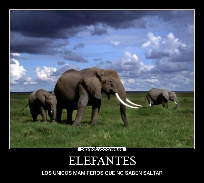 ELEFANTES - LOS ÚNICOS MAMIFEROS QUE NO SABEN SALTAR