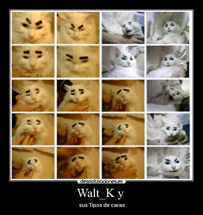 Walt_K y -