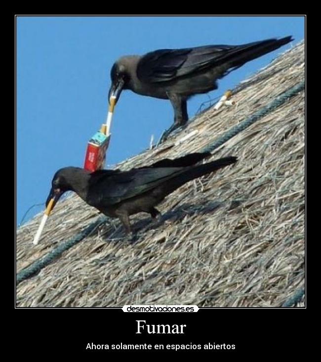 Fumar - 