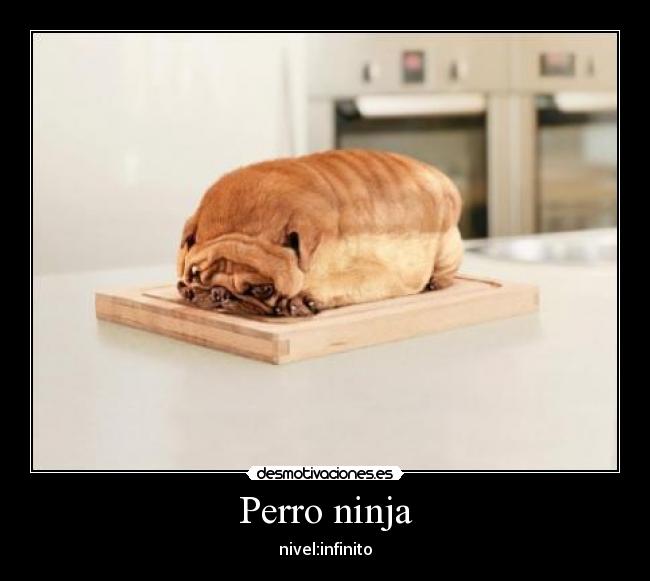 Perro ninja - nivel:infinito