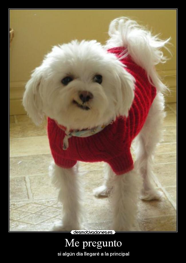 Me pregunto - si algún día llegaré a la principal