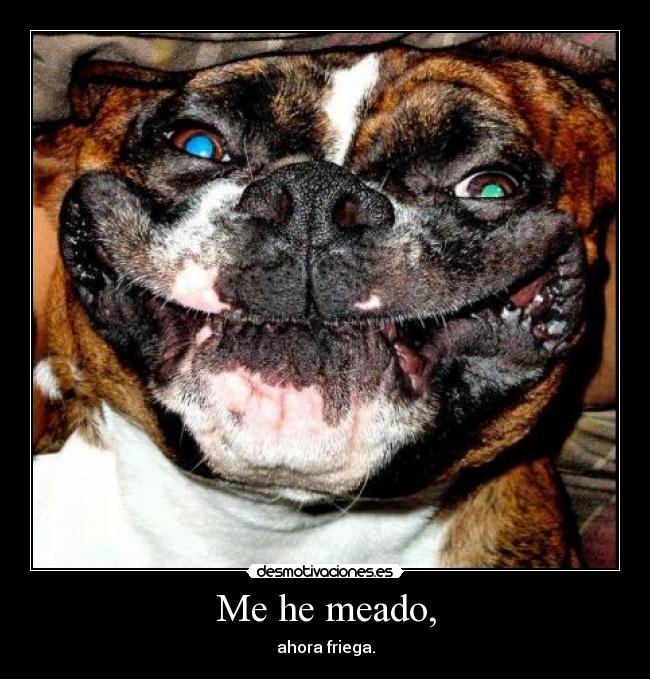 carteles perro troll friega desmotivaciones