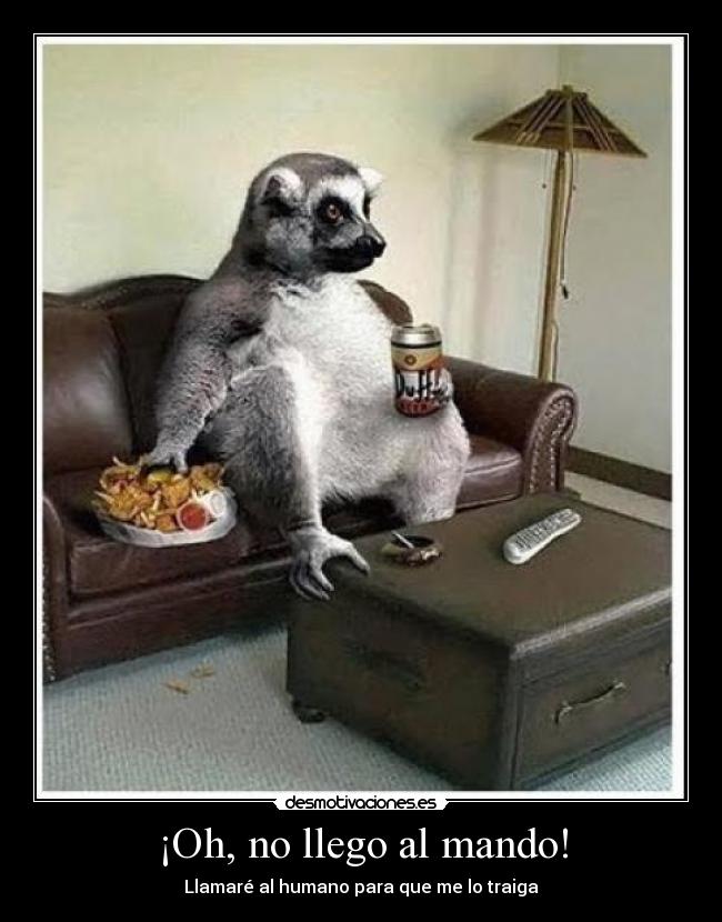 ¡Oh, no llego al mando! - Llamaré al humano para que me lo traiga