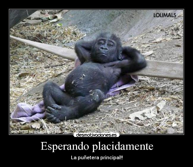 Esperando placidamente - La puñetera principal!!