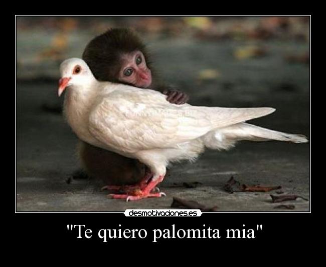 Te quiero palomita mia - 