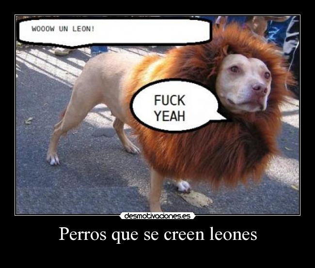Perros que se creen leones -