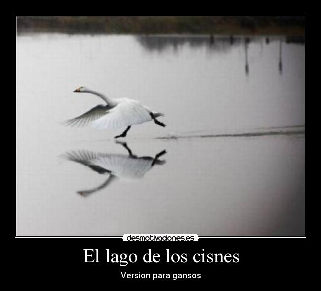 carteles ganso desmotivaciones