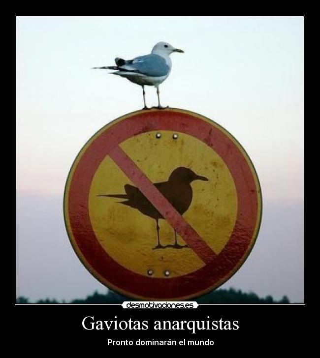 Gaviotas anarquistas -