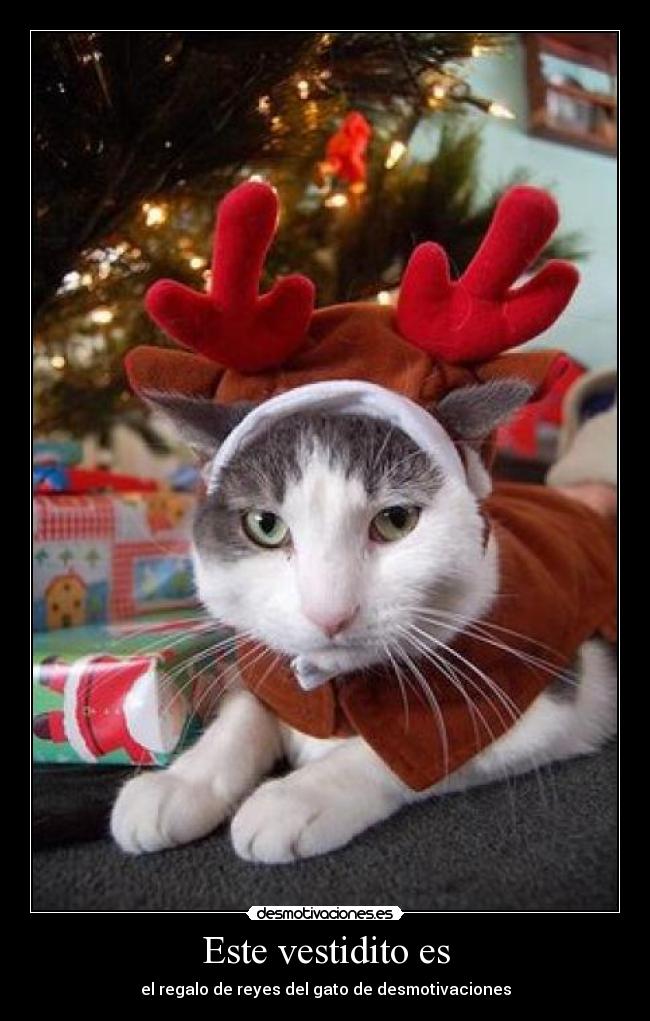 Este vestidito es - el regalo de reyes del gato de desmotivaciones