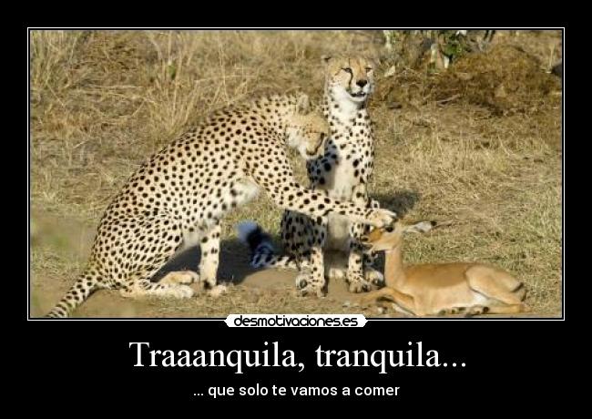 Traaanquila, tranquila... - ... que solo te vamos a comer