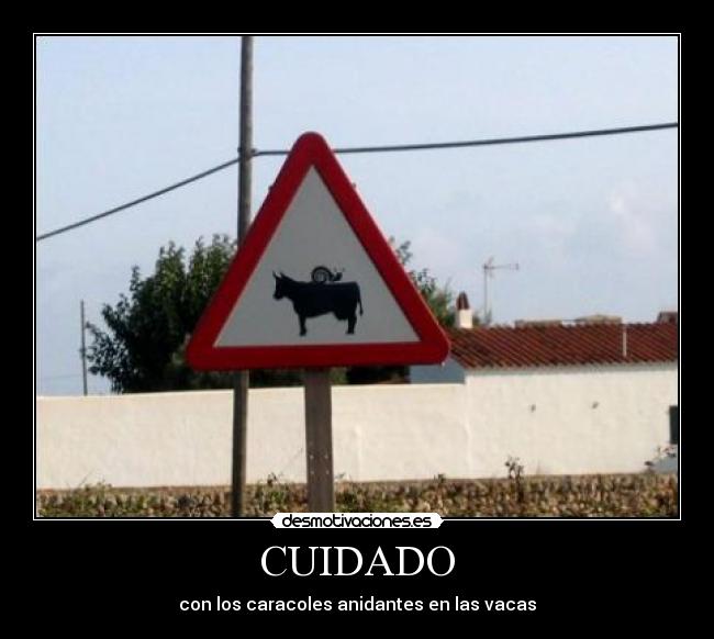 CUIDADO - con los caracoles anidantes en las vacas