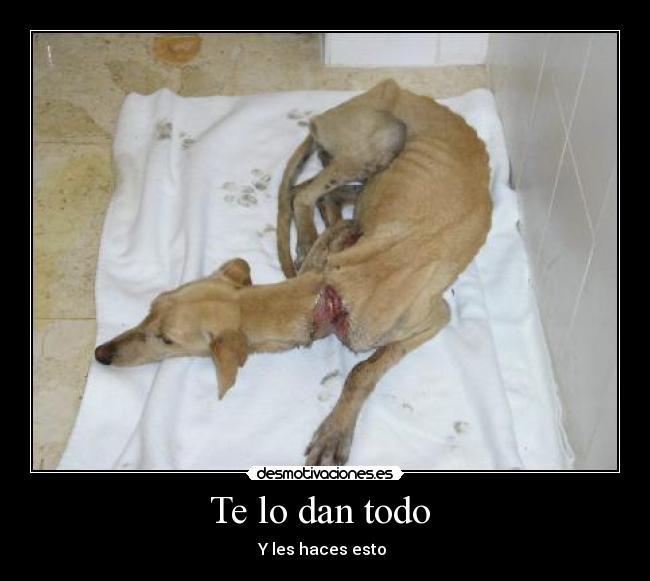 Te lo dan todo -