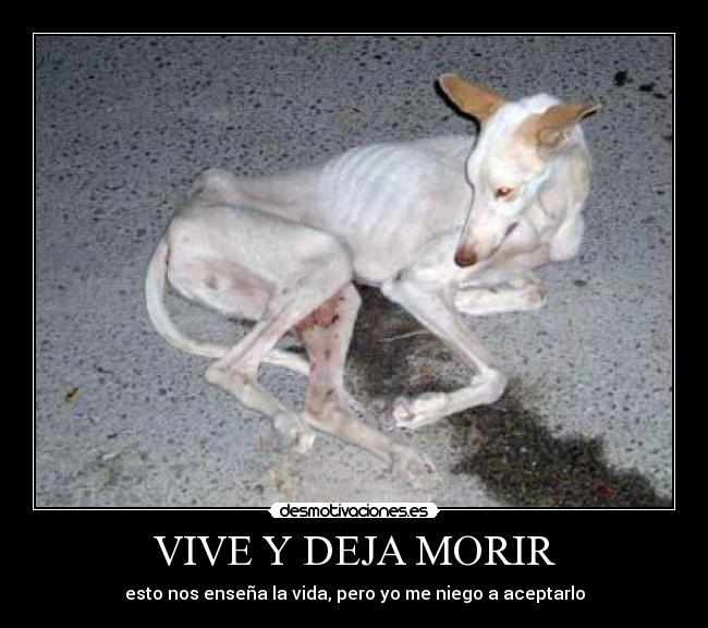 VIVE Y DEJA MORIR - 