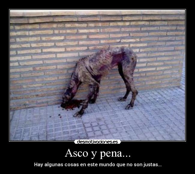 Asco y pena... - 