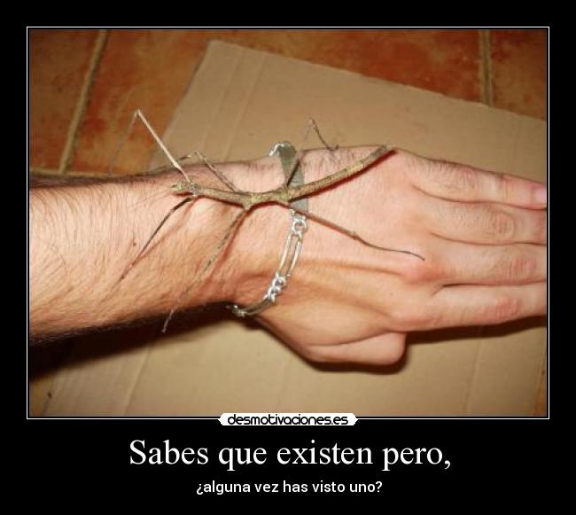 Sabes que existen pero, - ¿alguna vez has visto uno?