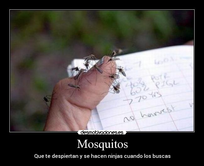 Mosquitos - Que te despiertan y se hacen ninjas cuando los buscas