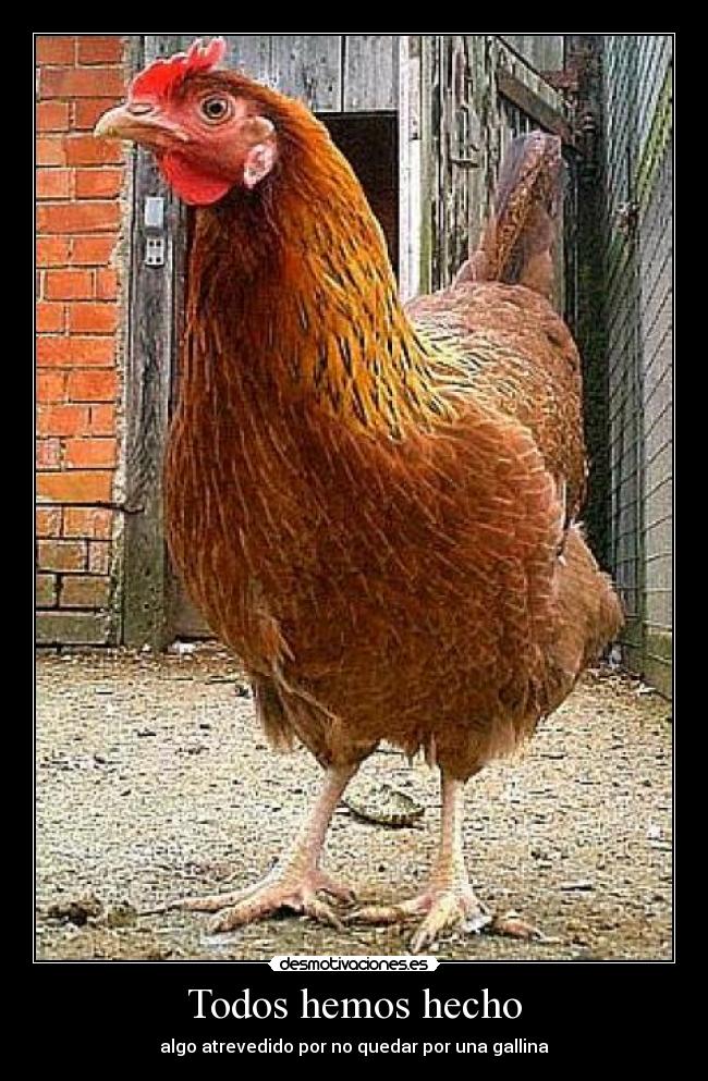 Todos hemos hecho - algo atrevedido por no quedar por una gallina