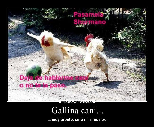 Gallina cani... - 