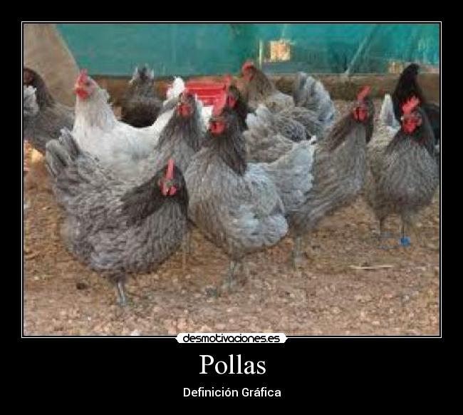 Pollas - 