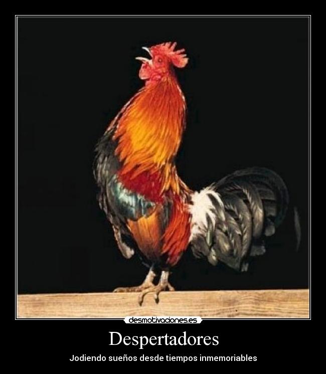 Despertadores -