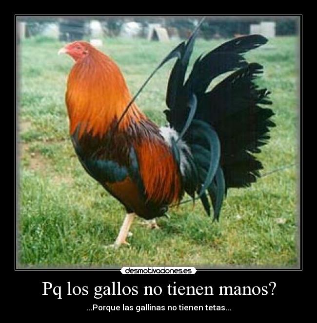 Pq los gallos no tienen manos? - ...Porque las gallinas no tienen tetas...