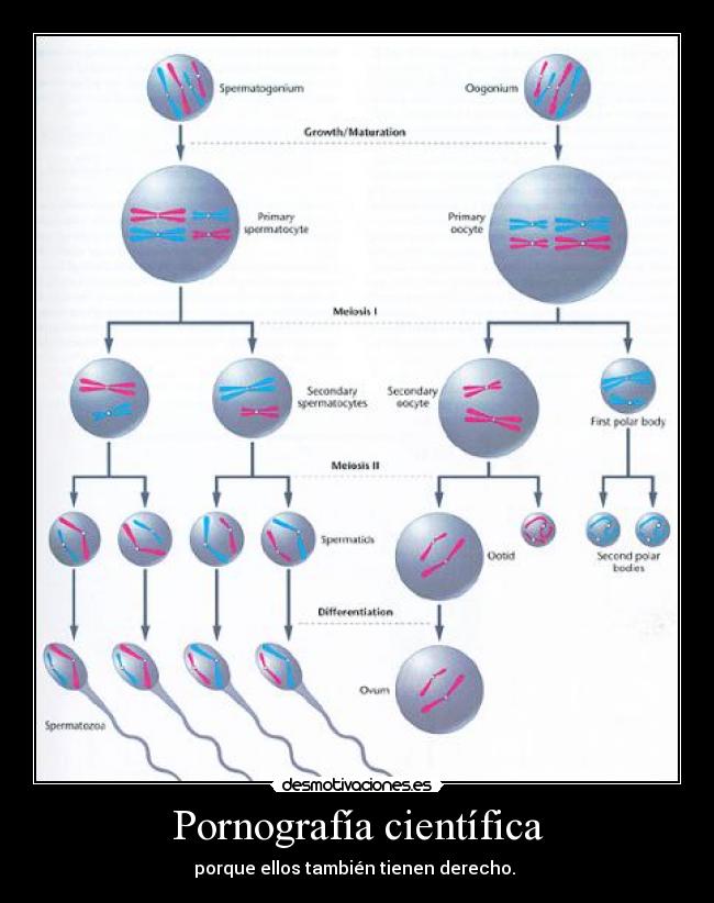 carteles pornografia cientifica gametogenesis desmotivaciones