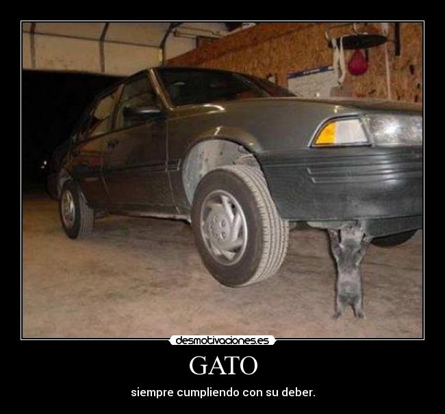 GATO - 