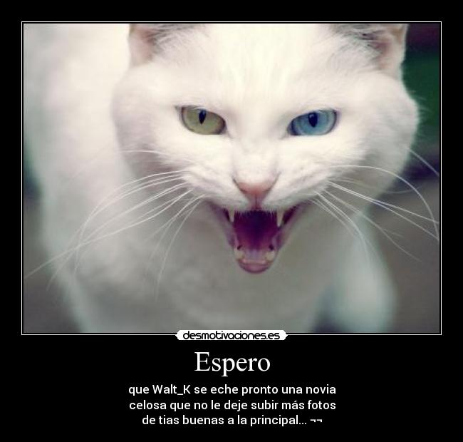 carteles walt_k tias buenas novia celosa gatosgata desmotivaciones