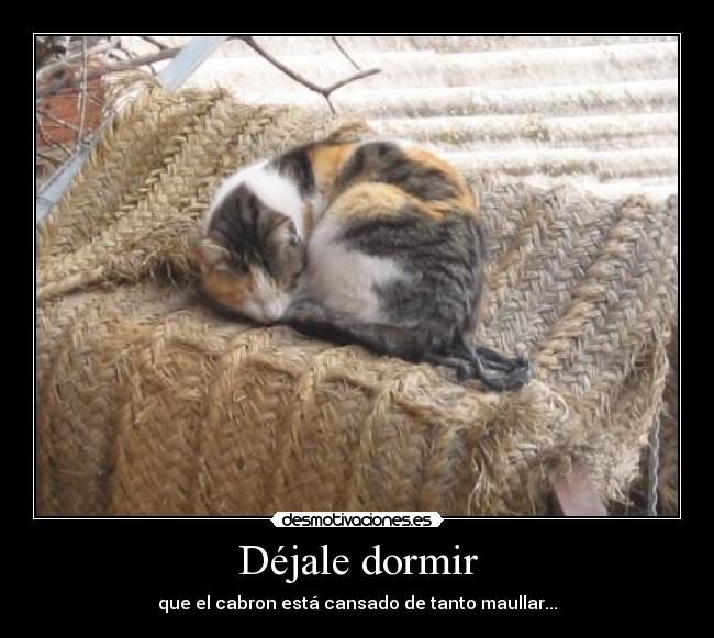Déjale dormir - que el cabron está cansado de tanto maullar...