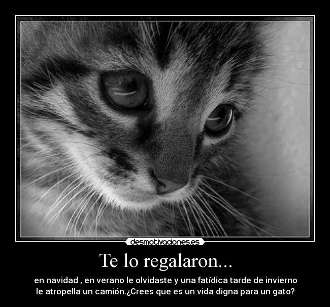 Te lo regalaron... - en navidad , en verano le olvidaste y una fatídica tarde de invierno
le atropella un camión.¿Crees que es un vida digna para un gato?