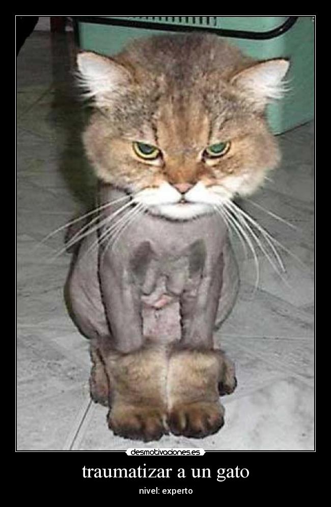 traumatizar a un gato - nivel: experto