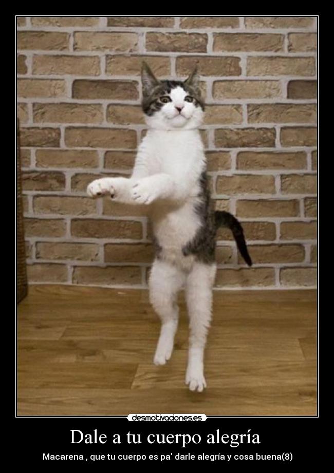 carteles alegria gato desmotivaciones