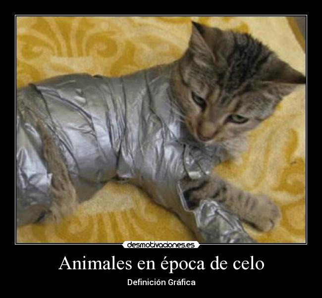 Animales en época de celo - 