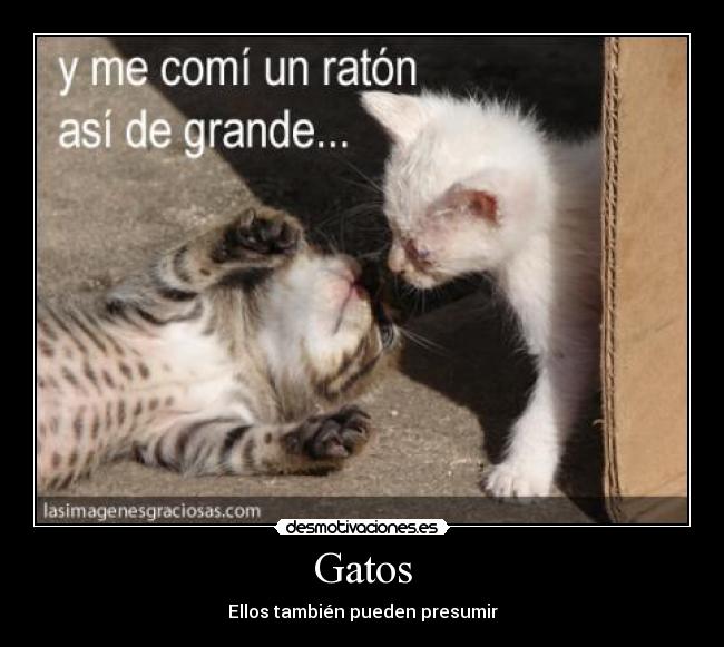 Gatos -