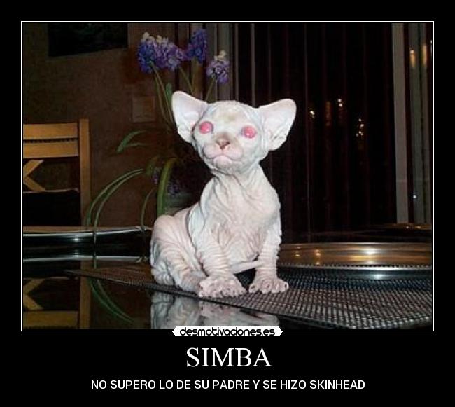 carteles simba gato calvo desmotivaciones